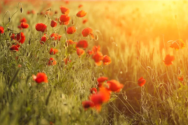 Poppies — Stock fotografie