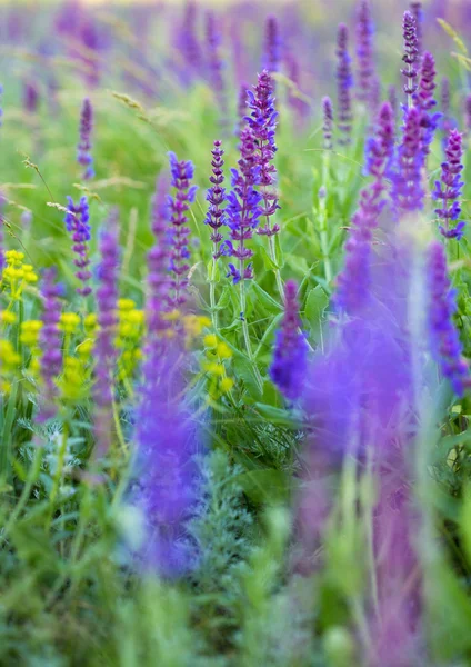 Salviasläktet — Stockfoto