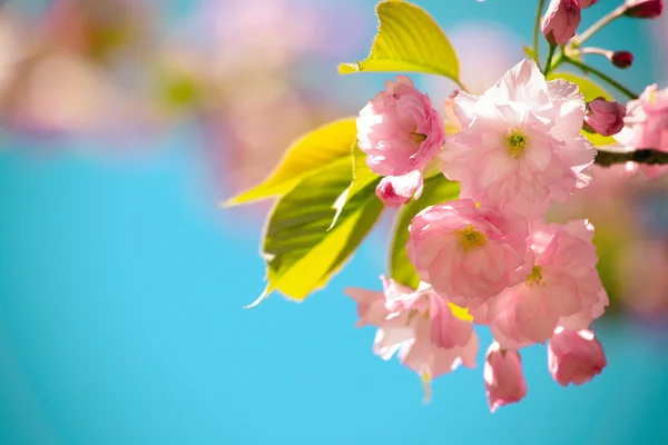 Sakura — Stock Photo, Image