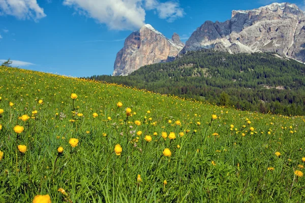 Fiori gialli — Foto Stock