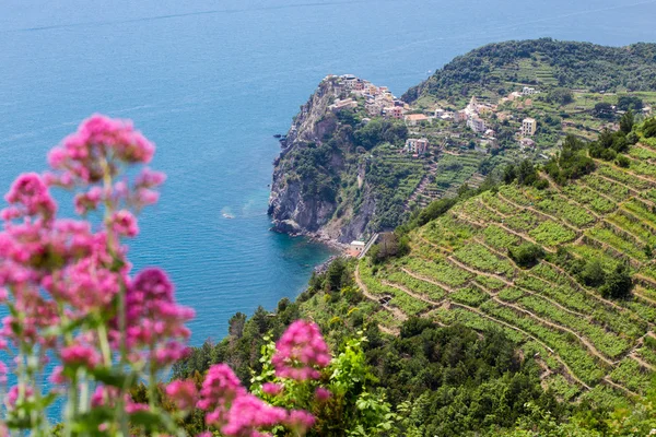 Cinque Terre — Stock Photo, Image