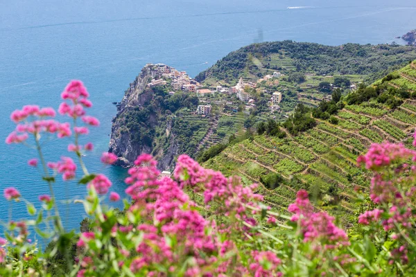 Cinque Terre — Stock Photo, Image