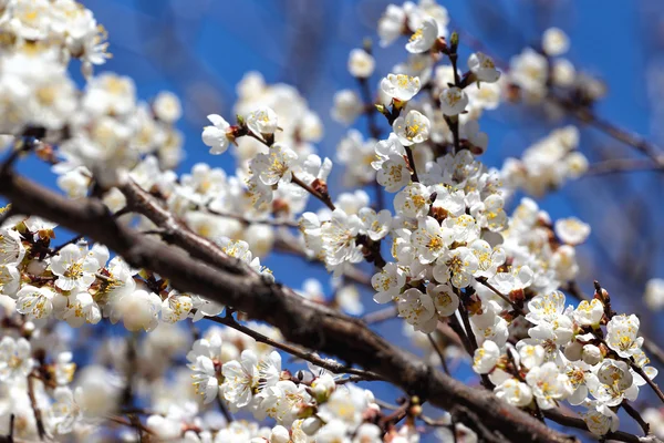 Árvore de floração — Fotografia de Stock