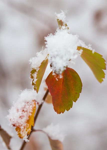 Folhas cobertas de neve — Fotografia de Stock