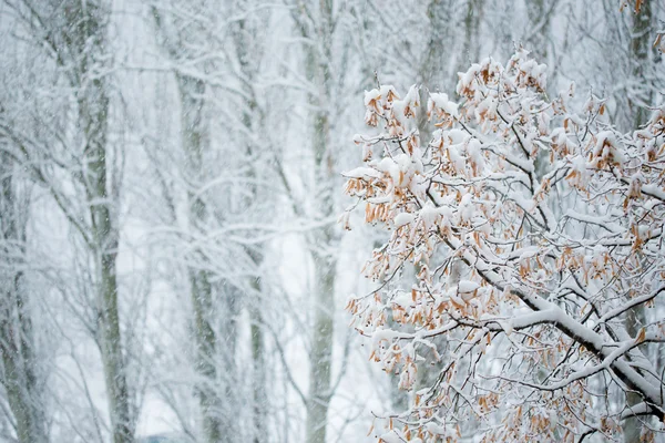 Queda de neve — Fotografia de Stock