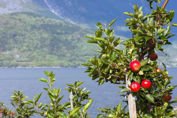 Manzana noruega — Foto de Stock