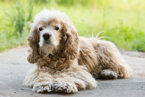 Cocker spaniel deitado — Fotografia de Stock