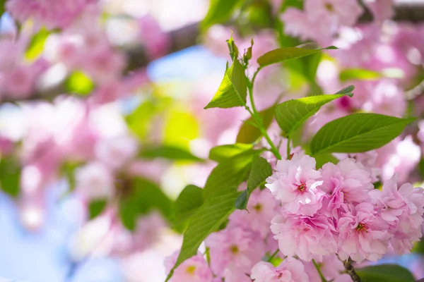 Sakura. — Foto de Stock