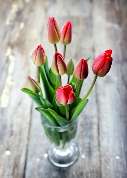 Tulip — Stock Photo, Image