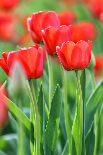 Tulips — Stock Photo, Image