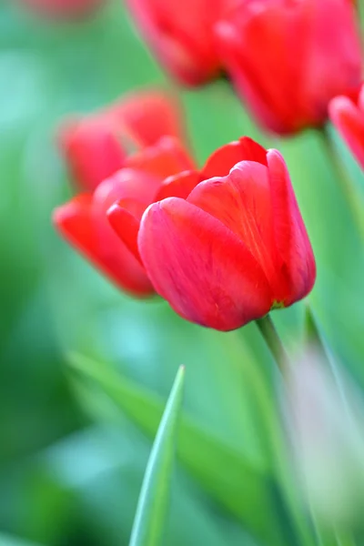 Tulipani — Foto Stock