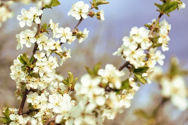 Flowering tree — Stock Photo, Image