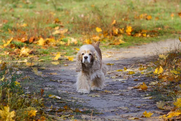 Cocker spanie — Stockfoto