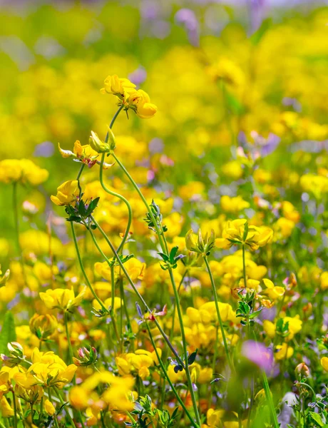 Wilde bloemen — Stockfoto