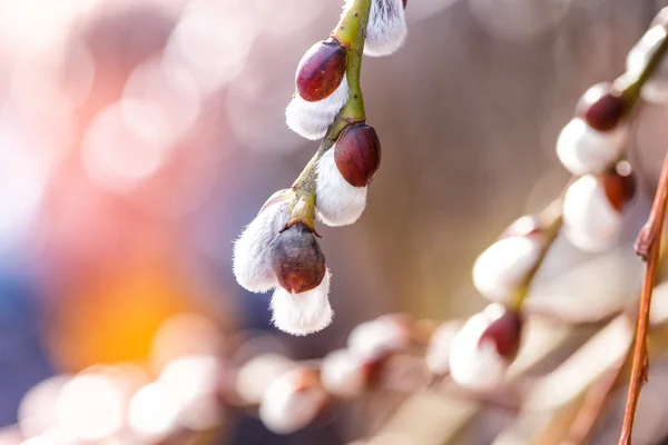 Spring — Stock Photo, Image