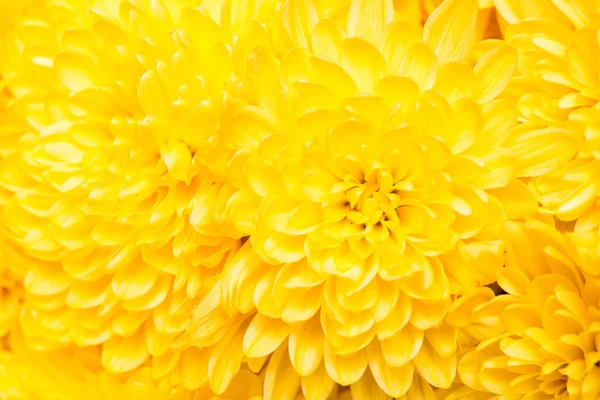 Crisantemo —  Fotos de Stock
