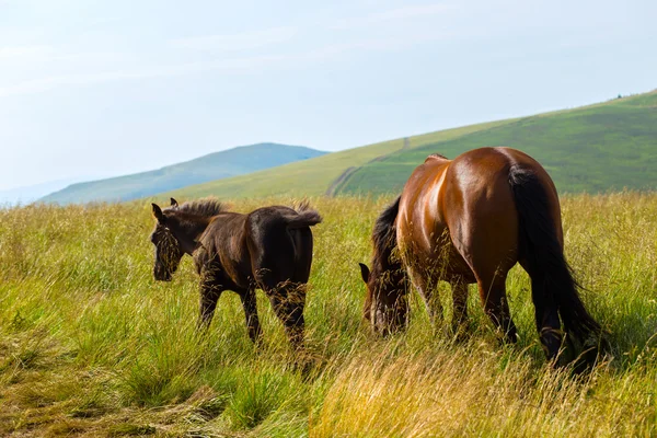 Pferd — Stockfoto