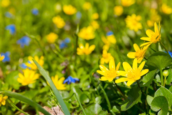 Veelkleurige bloemen — Stockfoto