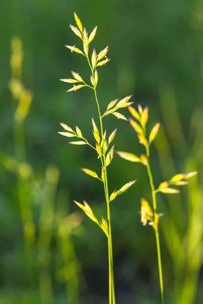 Gräs — Stockfoto