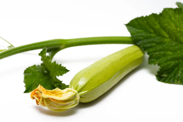 Fresh ripe marrow — Stock Photo, Image