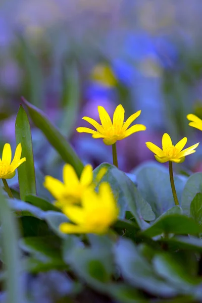 Flores multicolores — Foto de Stock