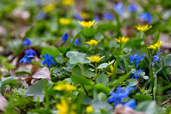 Flores multicoloridas — Fotografia de Stock