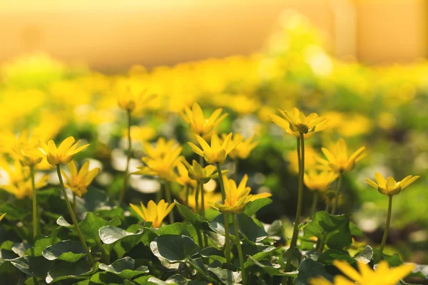 Gele bloemen — Stockfoto