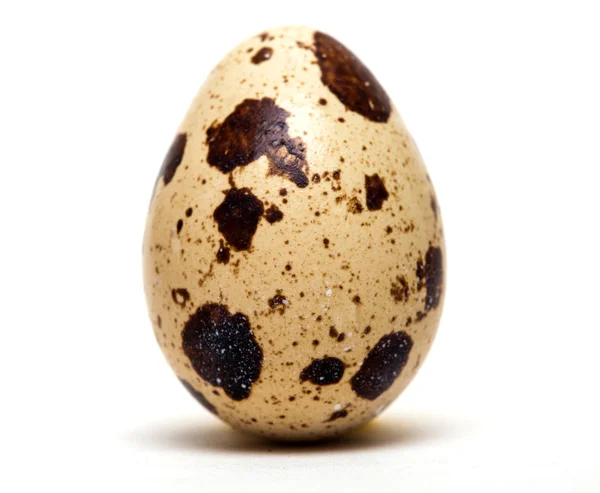 Quail egg — Stock Photo, Image