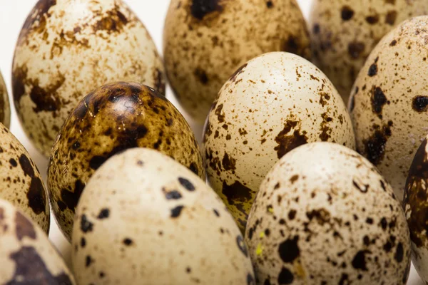 Quail egg — Stock Photo, Image