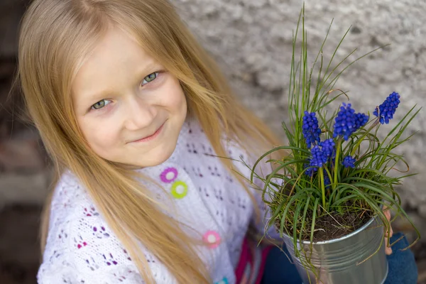 Hyacinthus — Stock fotografie