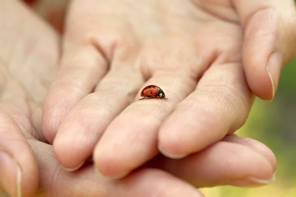 Ladybird — Stockfoto