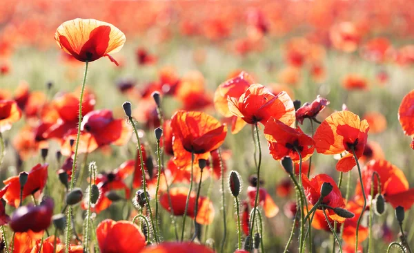 Campo de amapolas — Foto de Stock