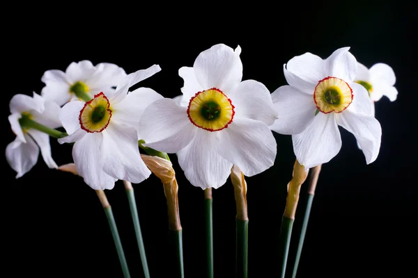 Narcis — Stock fotografie