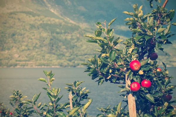 Manzana noruega — Foto de Stock