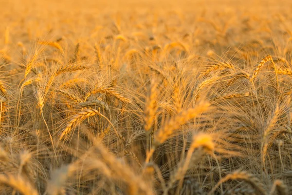 Wheat — Stock Photo, Image