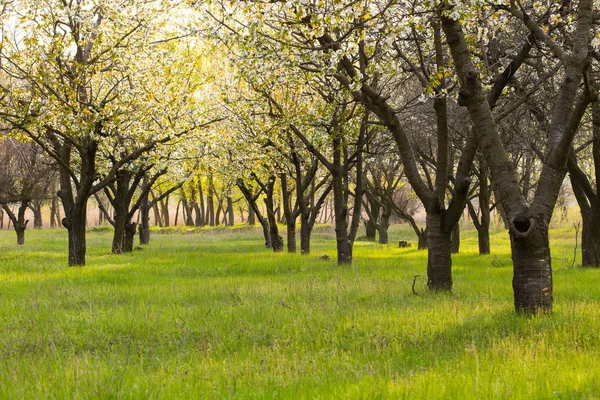 Árvores de jardim — Fotografia de Stock