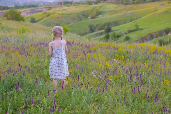 Pradera —  Fotos de Stock