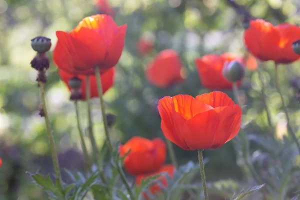 Champ Coquelicots — Photo