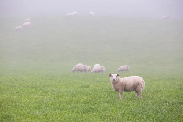 Sheeps at the fog — Stock Photo, Image