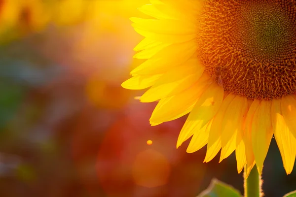 stock image sunflower