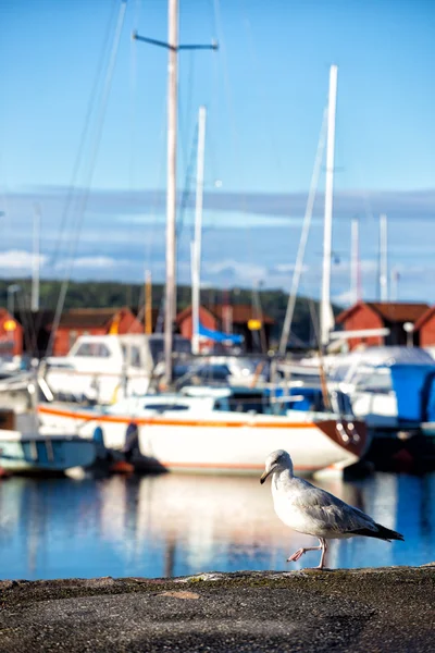 Gaivota — Fotografia de Stock