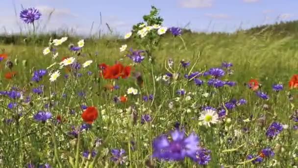 Flores silvestres — Vídeo de Stock