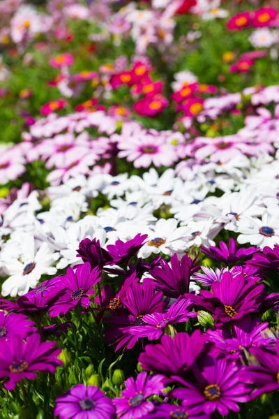 Flores multicolores Crisantemo —  Fotos de Stock