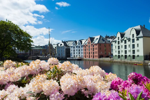 Flowers of Alesund — Stock Photo, Image