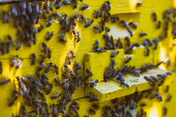 Bees a lot — Stock Photo, Image