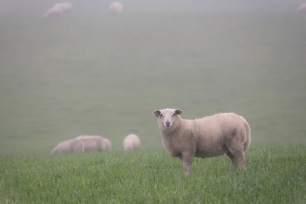 Pecore alla nebbia — Foto Stock