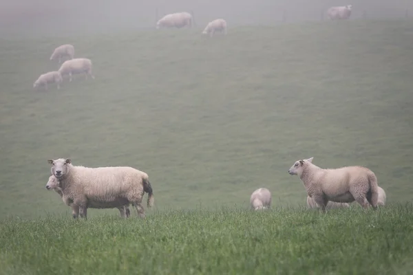 Вівці біля туману — стокове фото