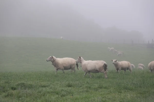 Moutons au brouillard — Photo