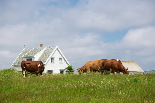 Krávy na pastvině — Stock fotografie