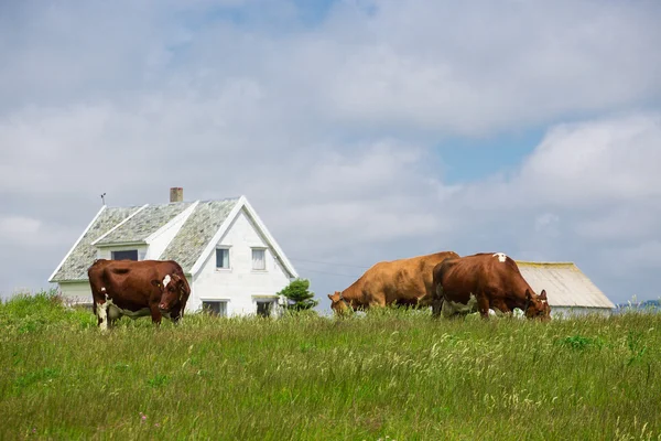 Vacas em um pasto — Fotografia de Stock